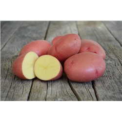 Картофель Розара (ранний,красный,мякоть желт) ЭЛИТА 4 кг1/5 **