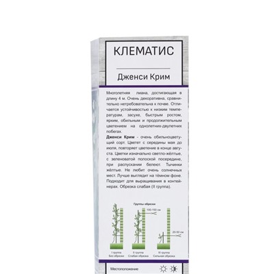 Клематис крупноцветковый "Дженси Крим", туба, 1 шт, Весна 2024