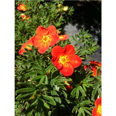 Лапчатка Ред Эйс кустарниковая (цветки оранжевы) Поиск