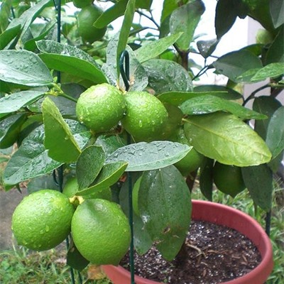 Цитрус Лайм Аурантифолия (плод желтовато-зеленый, яйцевид,) 1шт П