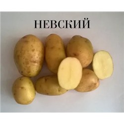 Картофель местный Невский 5кг/сетка