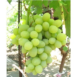 Виноград плод Богатяновский (среднеранний,зеленый) 1шт ЗС