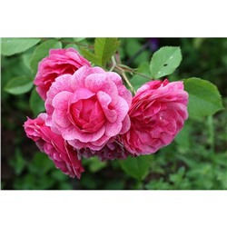 Саженец Роза канадская парковая "Модэн Руби", туба, 1 шт, Весна 2024