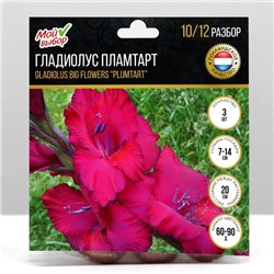 Гладиолус Крупноцветковый "Пламтарт", р-р 10/12, 3 шт, Весна 2022,
