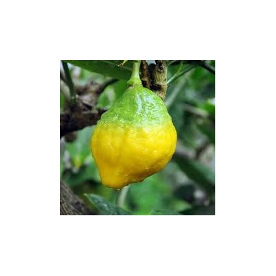 Цитрус Лимон Вариегата  1шт Поиск