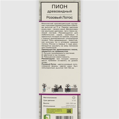 Пион древовидный (привитый на травянистый) "Розовый Лотос" 8 шт, туба, Весна 2024