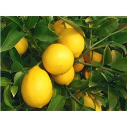 Цитрус Лимон Мейера (цв.белые,душистые,плоды оранжево-желтые,немного продолговатые) 1шт П
