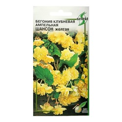 Семена цветов Бегония ампельная "Шансон" клубневая, желтая, 10 шт